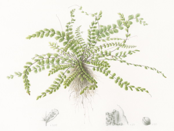 Seasonal Botanical Painting Sketchbook