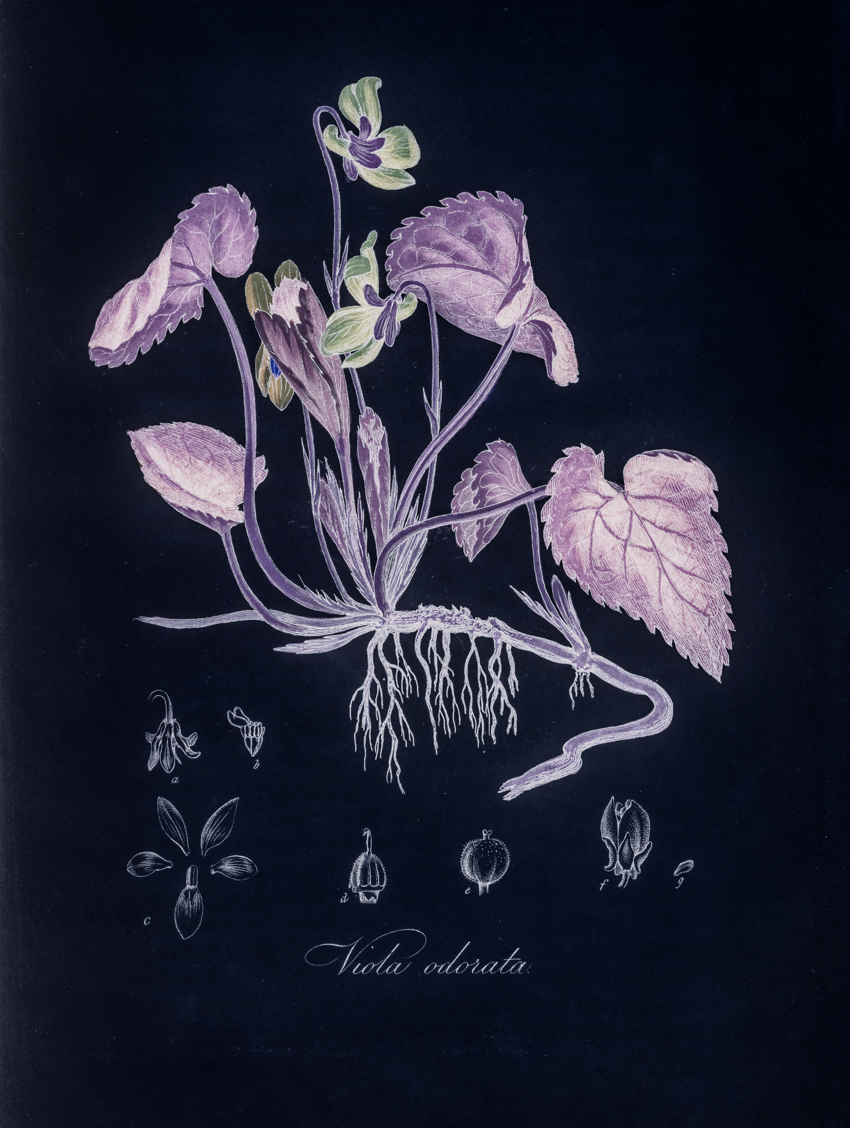 Evening Botanist: A Talk with Queer Botany