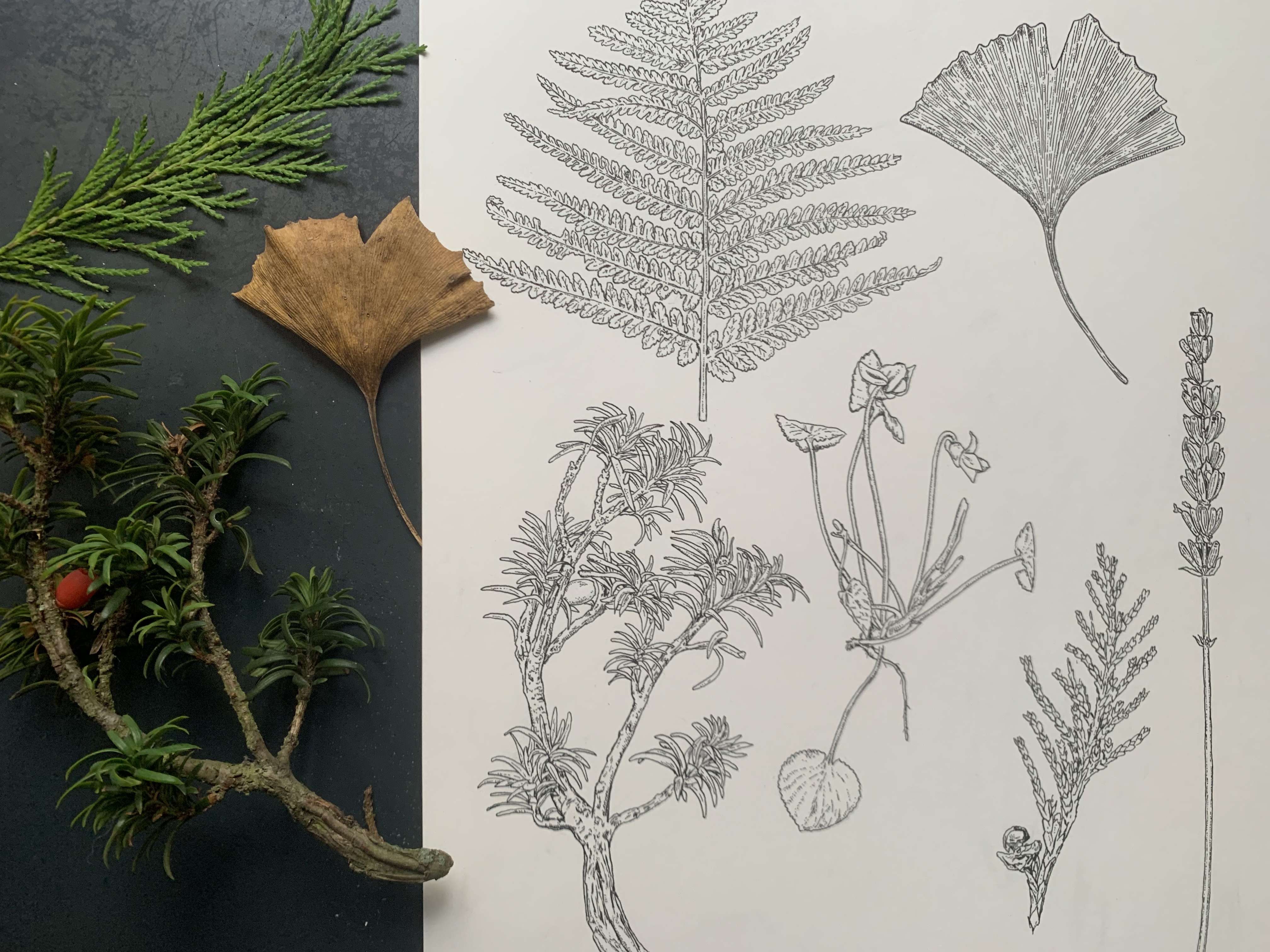 Queer Botanical Drawing Session