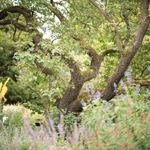Medicine Trees