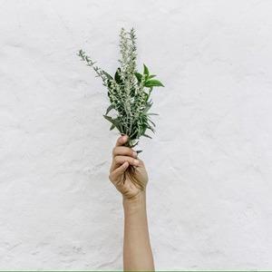 Women’s Health And Herbs