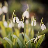 Chelsea Physic Garden - Heralding Spring