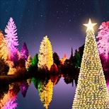 Christmas At Bedgebury