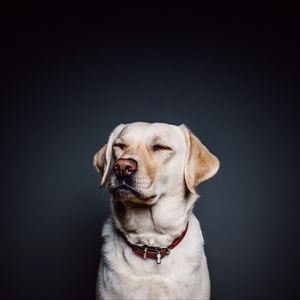Top Dog Film Festival 2019 Top Dog Film Festival 2019