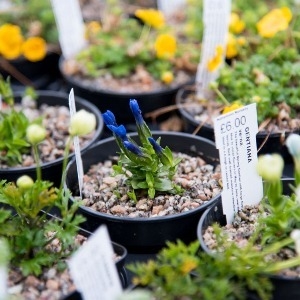 Autumn Plant Fair 2025