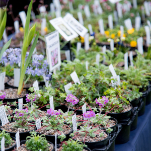 Autumn Plant Fair