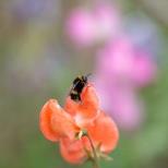 Family: Bugs And Bees Exploration