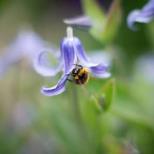 Make A Bee Workshop