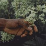 Wild Edibles: Foraging, History & Folklore