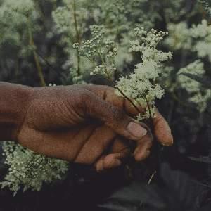 Wild Edibles: Foraging, History & Folklore