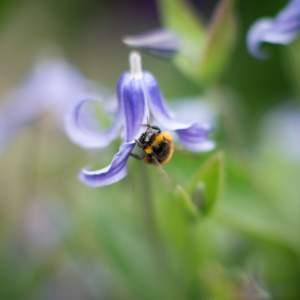 Make A Bee Workshop
