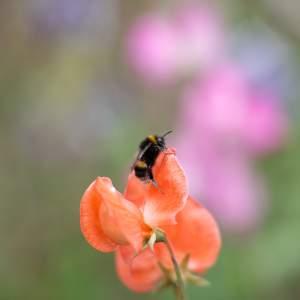 Family Gardening Workshop