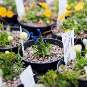 Spring Plant Fair 2025