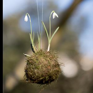 Spring Kokedama Workshop