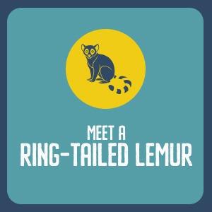 Beale Wildlife Park - Meet A Ring-Tailed Lemur