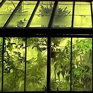 Twisted Roots: Awakening Spring