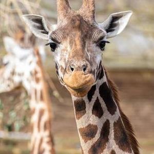 The Giraffe Keeper Experience