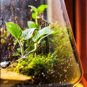 Terrarium Making Workshop