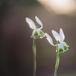 Plant Folklore Tea and Talk