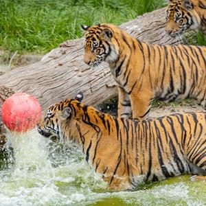 Tiger Experience At London Zoo