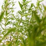 Herbs To Chase The Winter Away