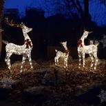 Tropical Birdland's Winter Wonderland