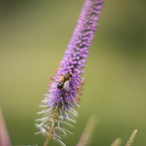 Beginner's Guide to Flying Insects Course