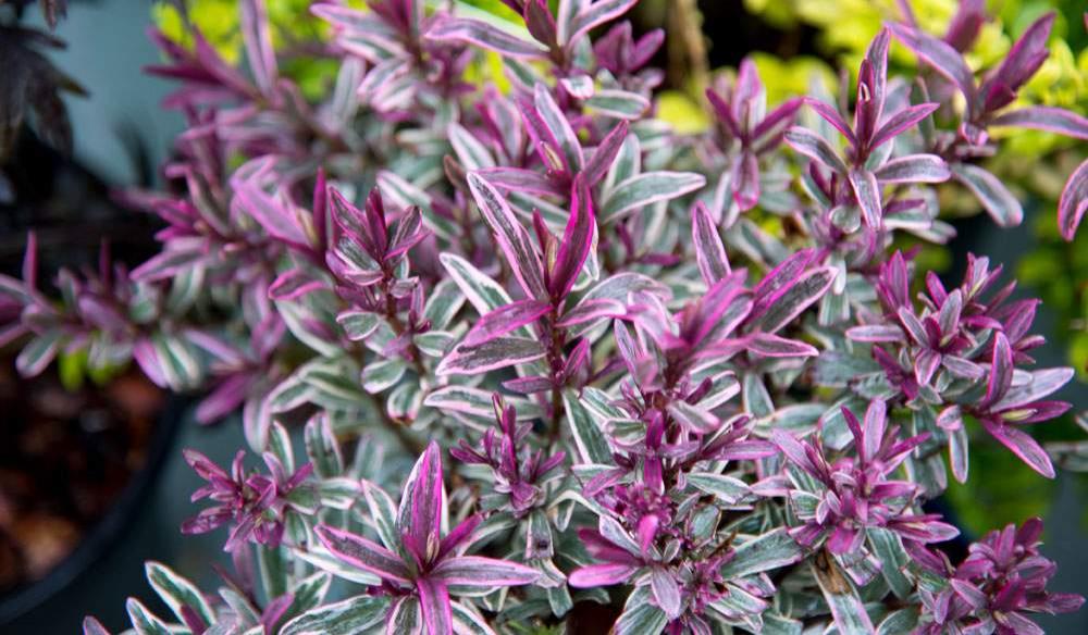 Autumn Plant Fair