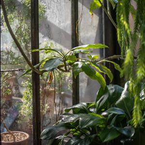 Introduction to Ethnobotany Introduction to Ethnobotany