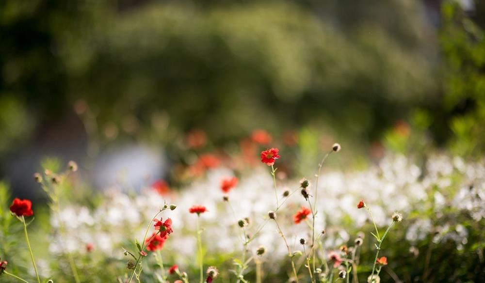 Chelsea Physic Garden - Flexitickets