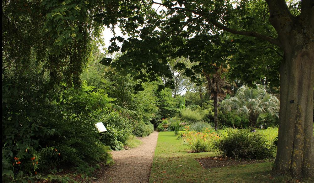 Unearthing Texts, Tonics & Trees