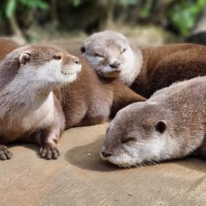 Join our Keeper Talk: Meet Our Otter Family