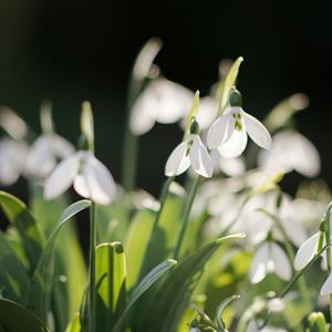 Winter Plants Tour