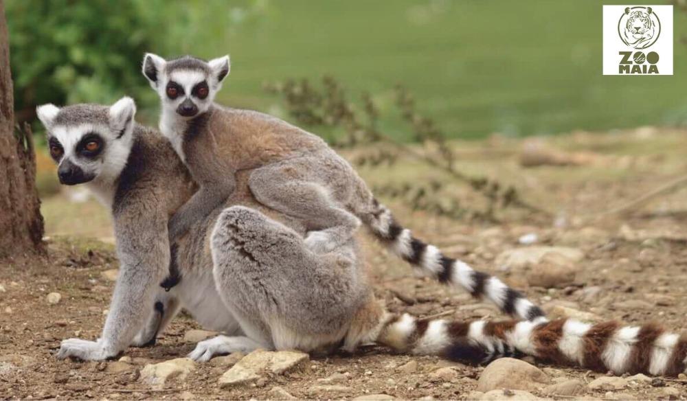 Zoo Da Maia