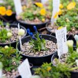 Spring Plant Fair