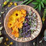 Flower Medicine: Making Flower Remedies