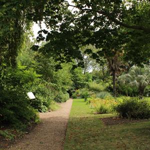 Unearthing Texts, Tonics & Trees