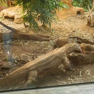 The Komodo Dragon Experience