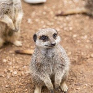 Meet The Meerkats