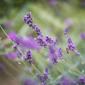 Queer Ecology Nature Walk