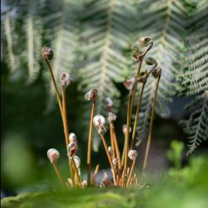 Fern Propagation and Identification Fern Propagation and Identification