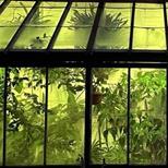 Twisted Roots: Awakening Spring