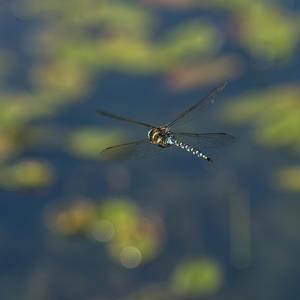 Beginner's Guide to Pond Invertebrates Course