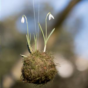 Snowdrop Kokedama Workshop