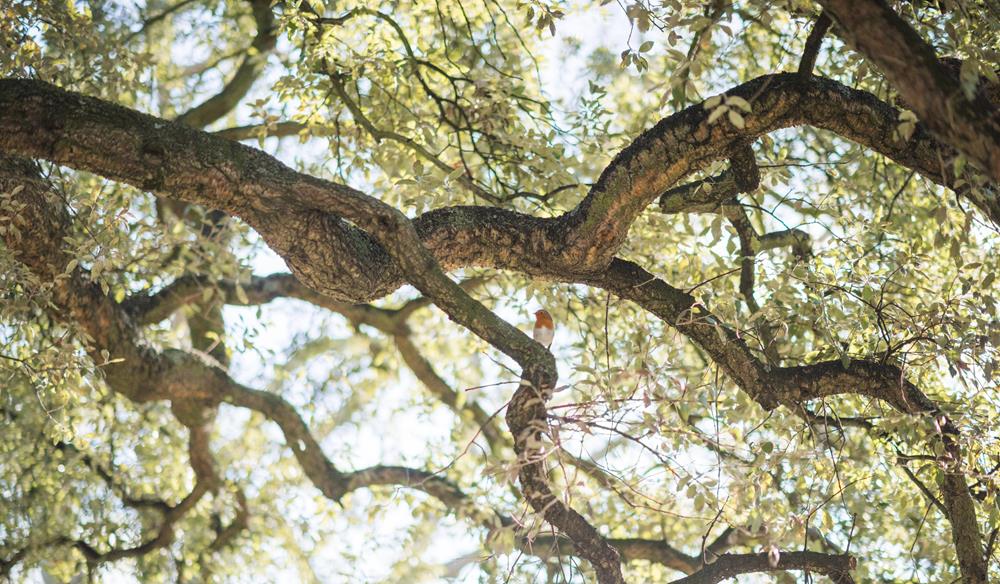 Tree Identification Course tickets and tour dates