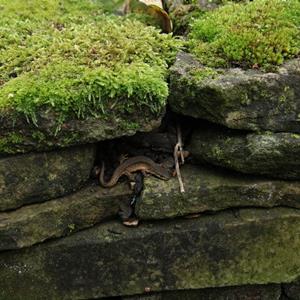 Hidden Nature of Chelsea Physic Garden