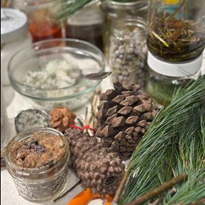 Pine Medicine Through the Seasons Pine Medicine Through the Seasons