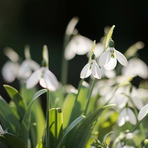 Snowdrops and Winter Plants Tour with Senior Gardener