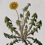 Using Herbs in Times of Transition