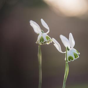 Plant Folklore Tea and Talk